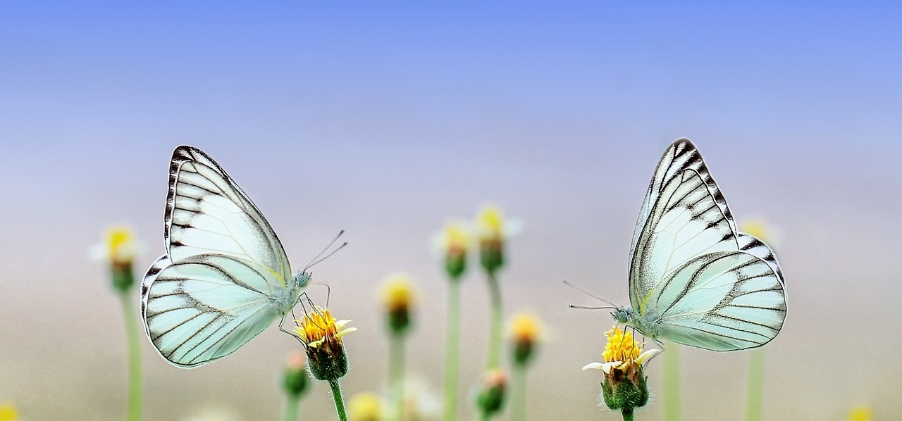 arrosage printemps