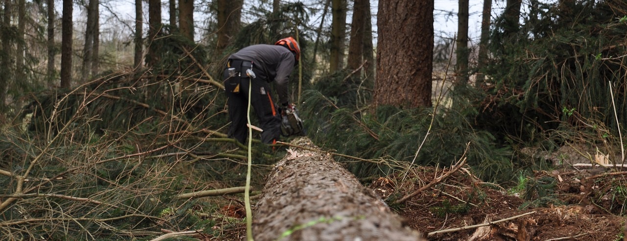 signe abattage arbre